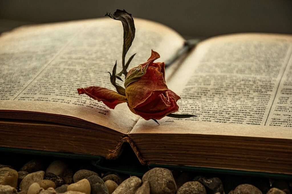 A dried rose on top of an open book.